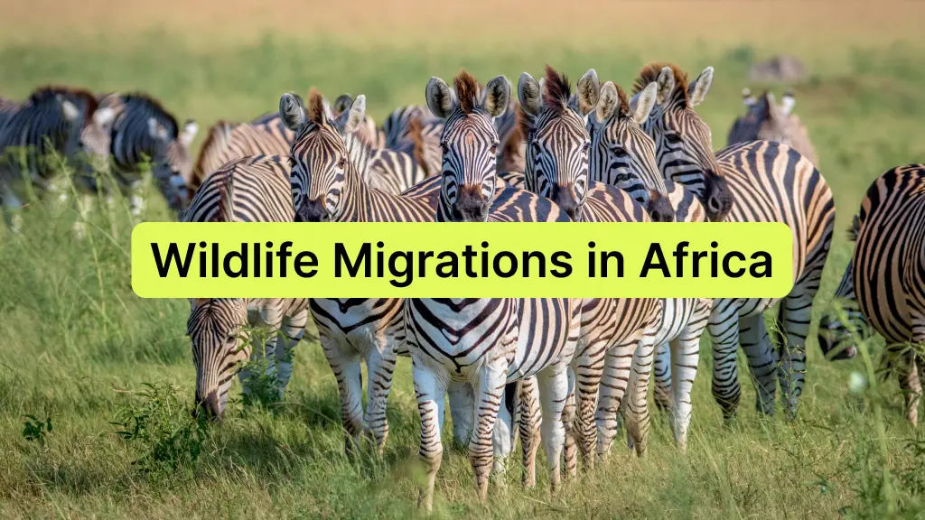 Wildlife Migrations in Africa - best places to see it in may