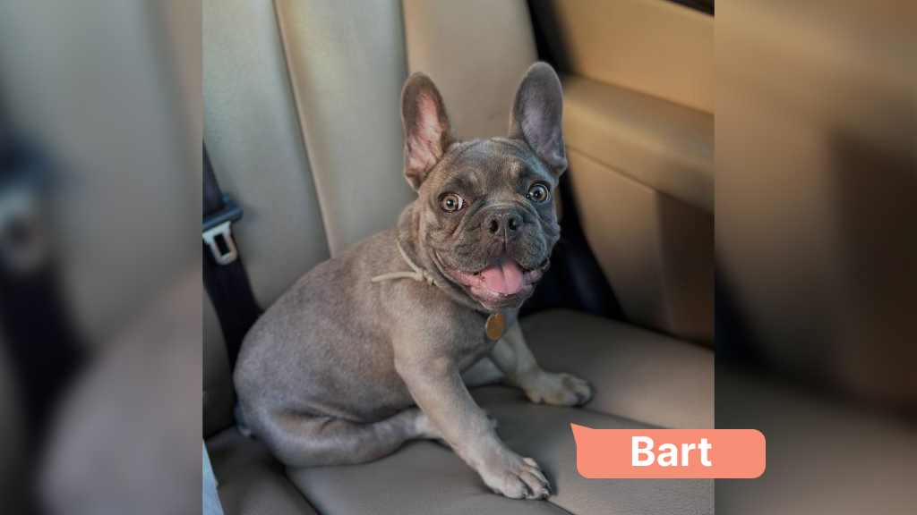 Bart doggo travels in a car