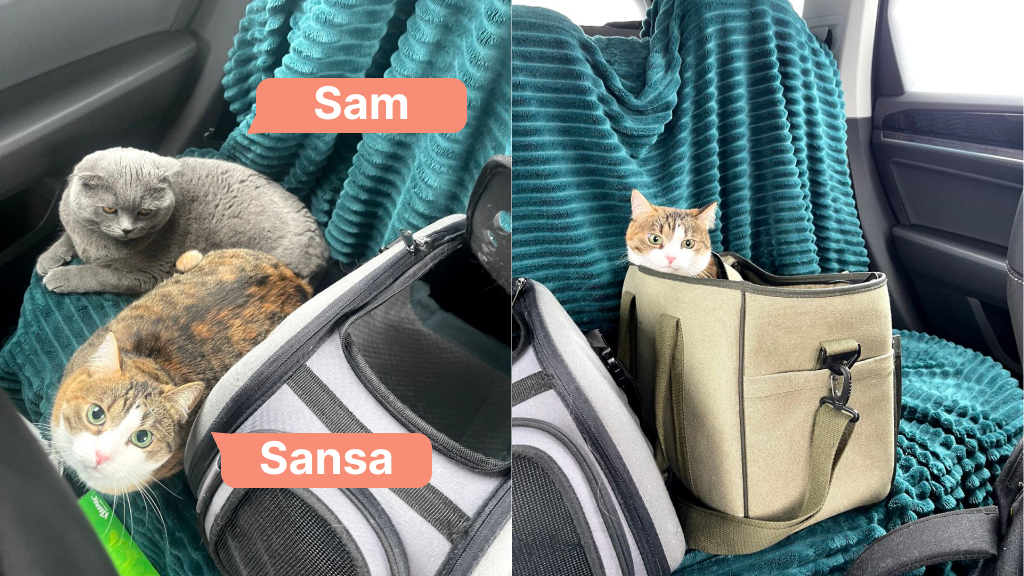 Sansa cat in a car