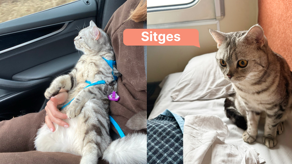 Sitges cat traveling by train