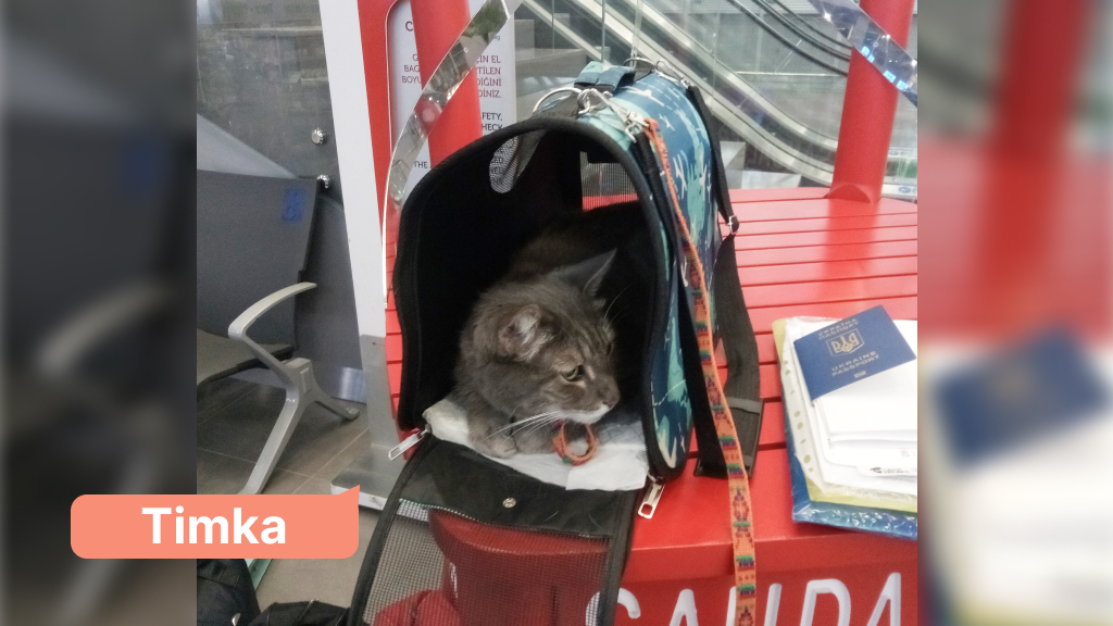 Timka cat waiting for his flight at the airport