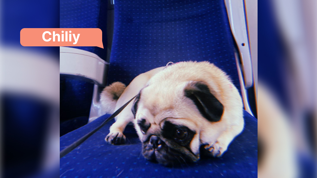 Chiliy pug traveling by intercity train