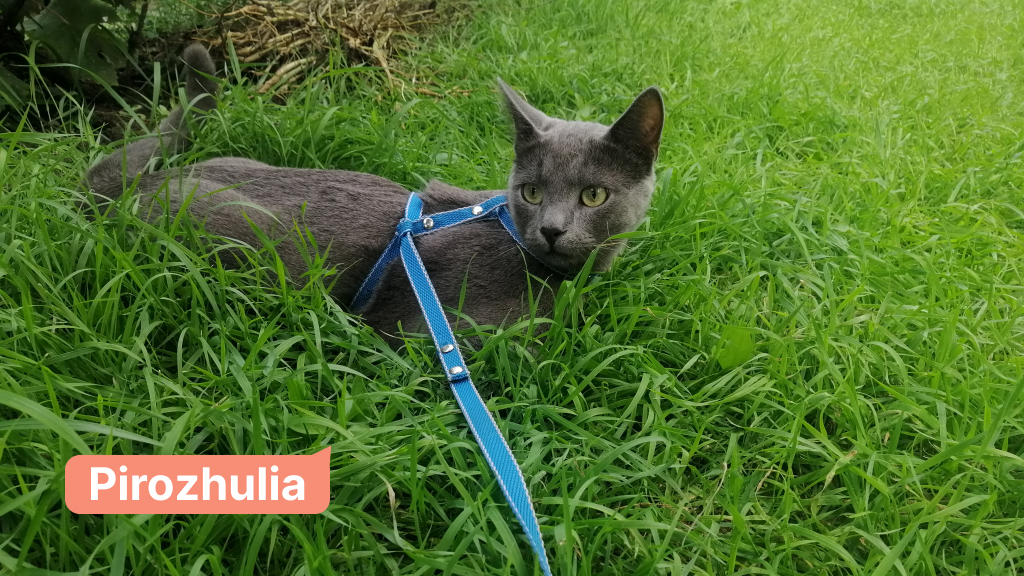 Pirozhulia cat traveling by car