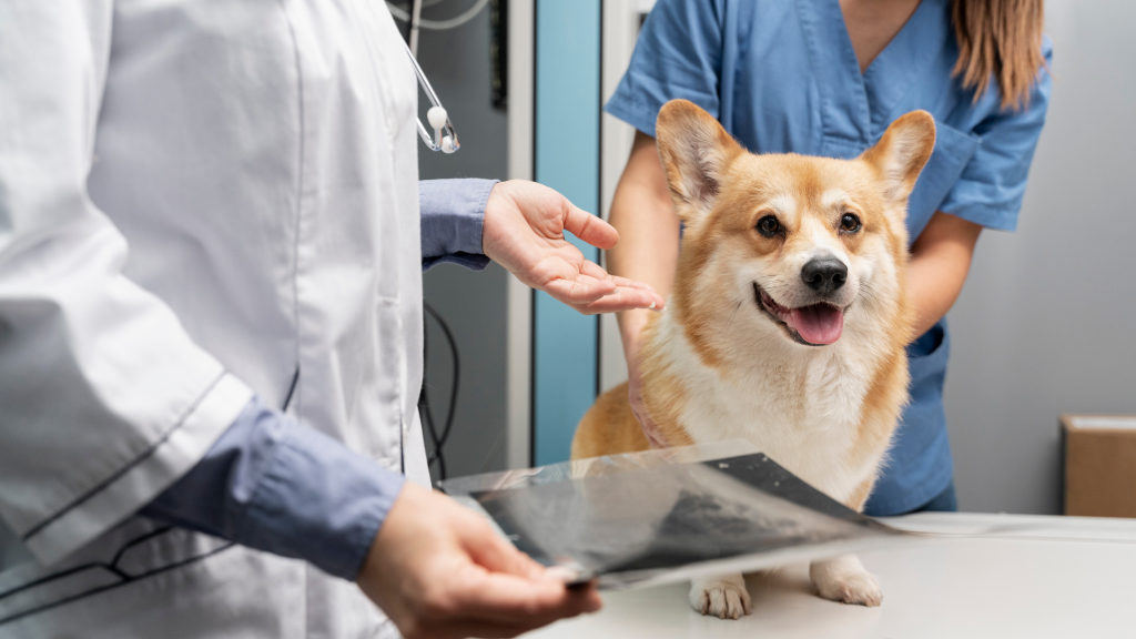 pet travel health check