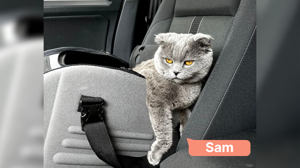 Sam cat travels by car in a seatbelt