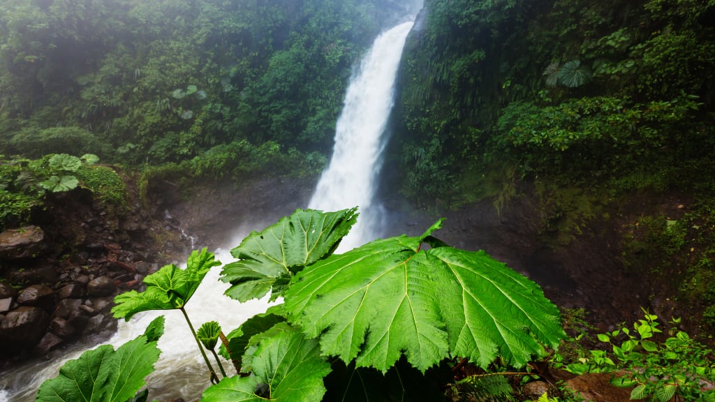 Monteverde jungle photo