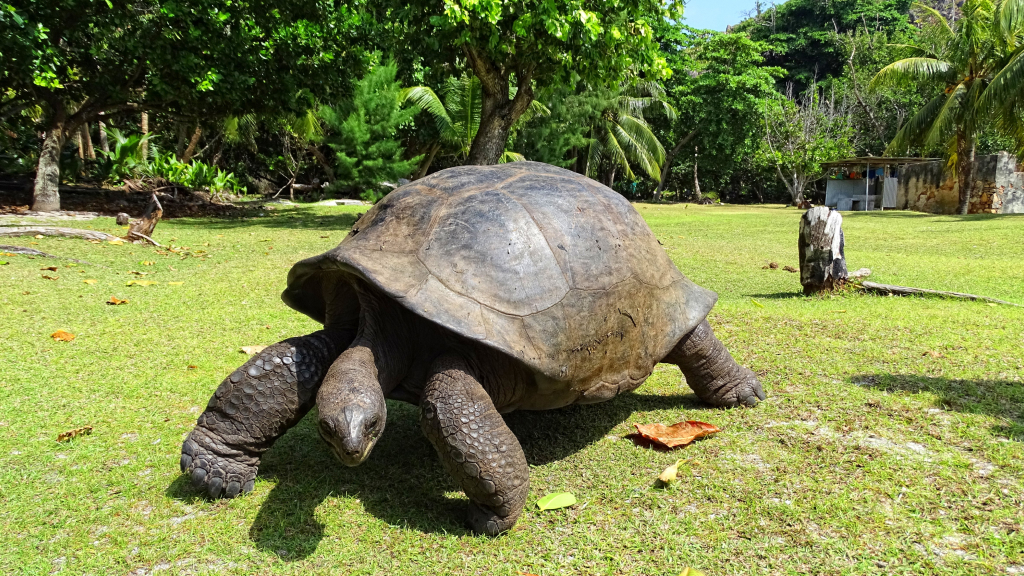 Curieuse Island giant Aldabra tortoises