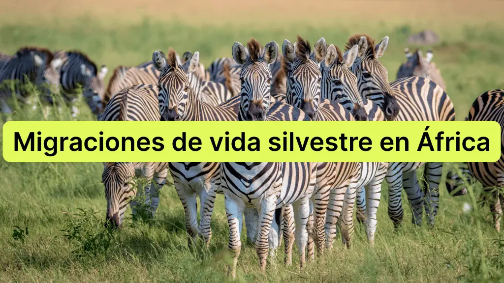 Migraciones de animales salvajes en &Aacute;frica los mejores lugares para verlas en mayo
